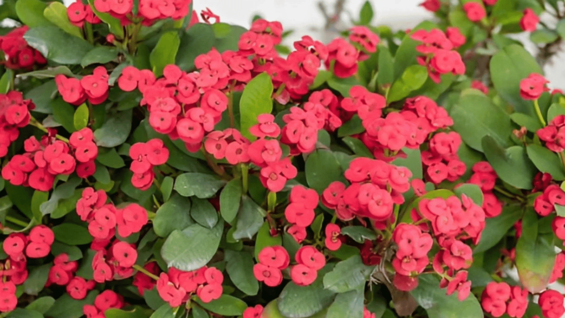 Clusters of small pink flowers cover a dense plant with thick, glossy green leaves.