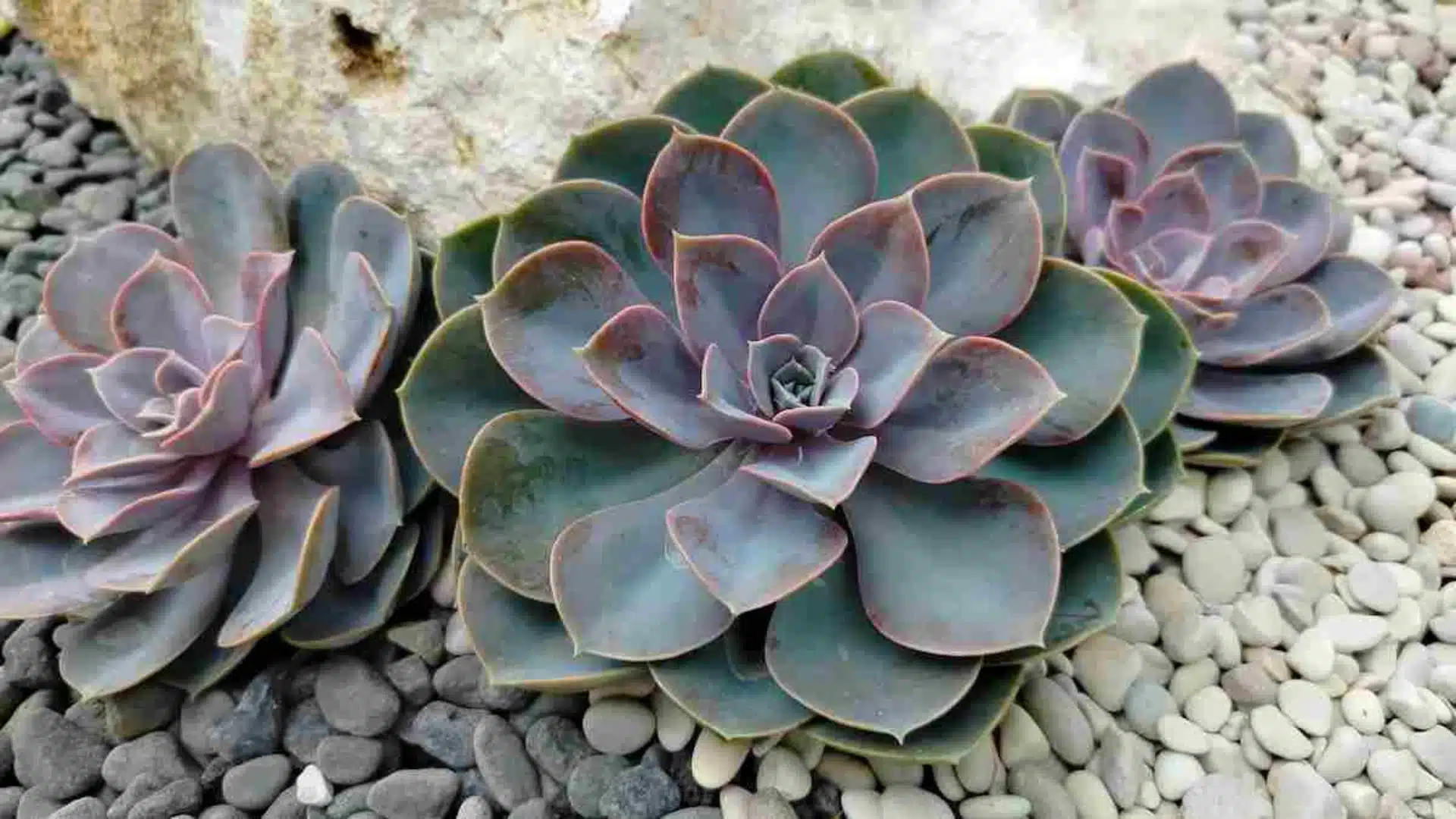 Three purple-green rosette-shaped succulents with pink-edged leaves grow among gray and white pebbles near a rock.