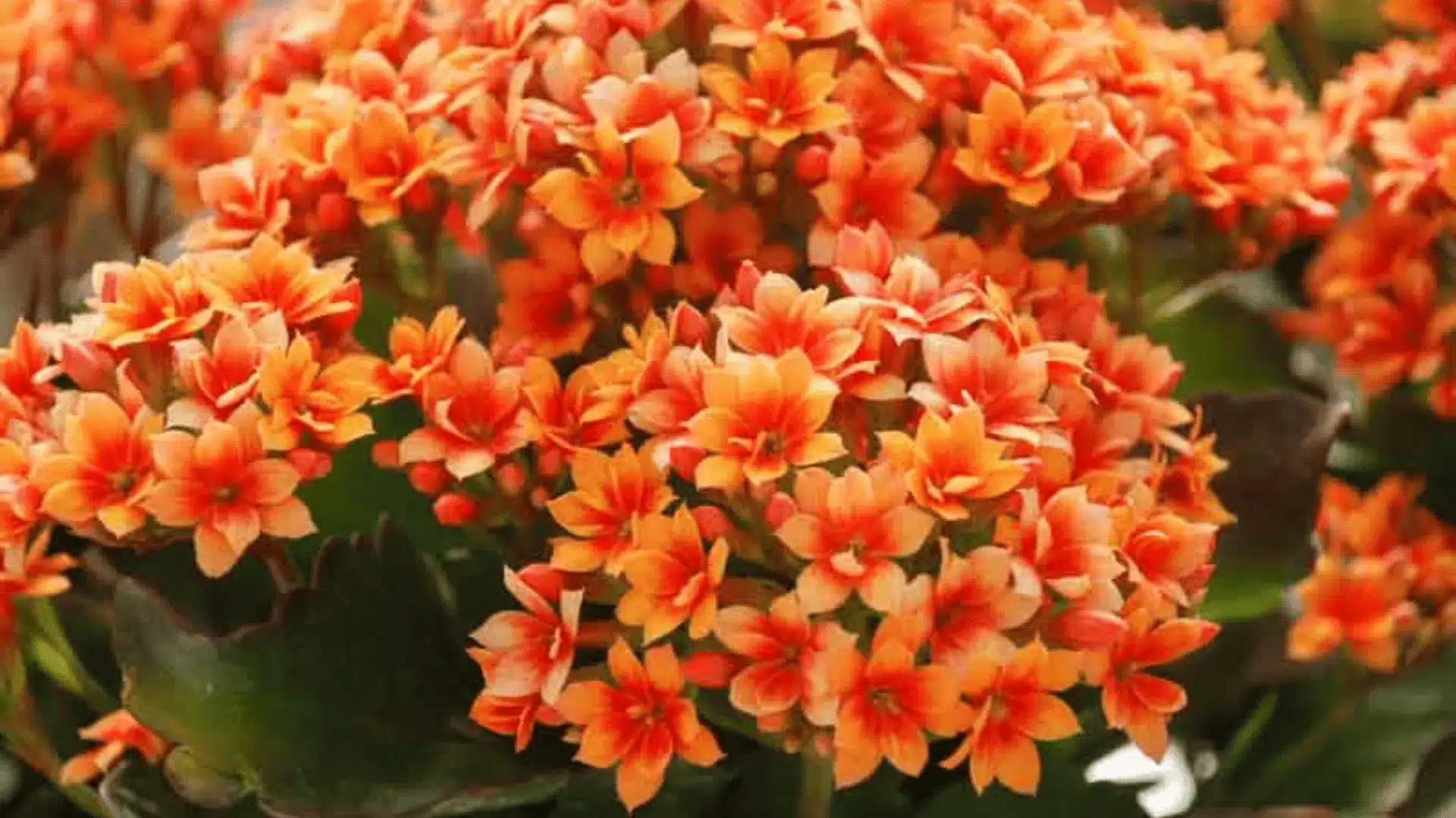 Clusters of small orange and coral flowers with pale edges and dark green leaves fill the frame.