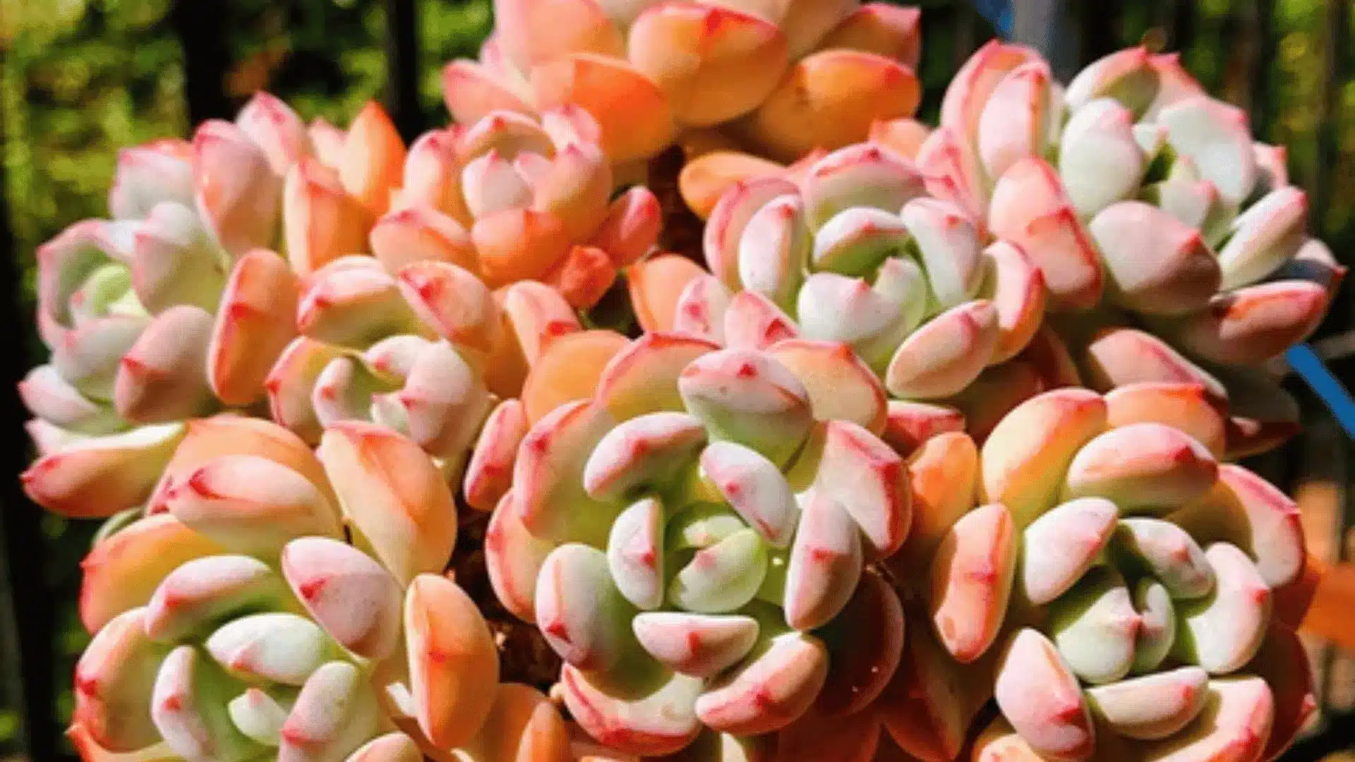 Cluster of pale green and peach rosette-shaped succulent leaves with pink edges, set against a dark garden background.