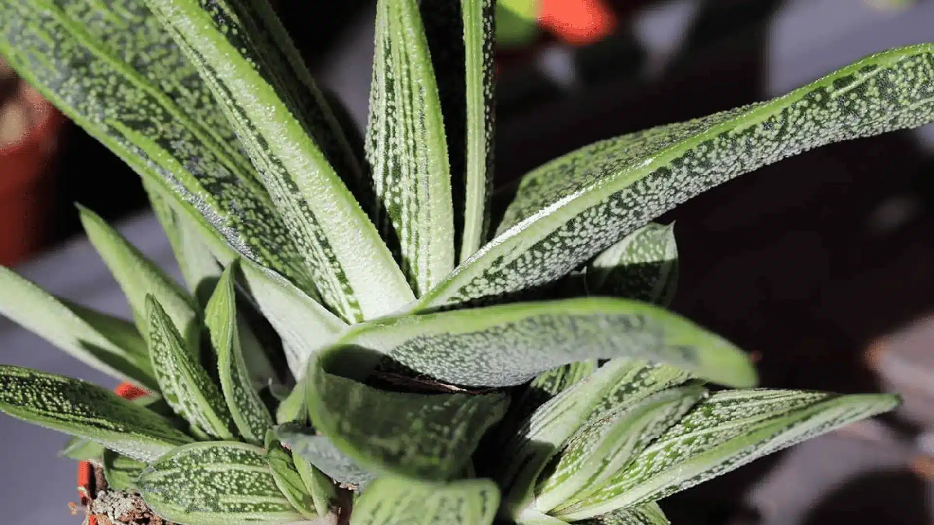 Close-up of a variegated succulent with long, pointed green leaves covered in pale speckled markings.