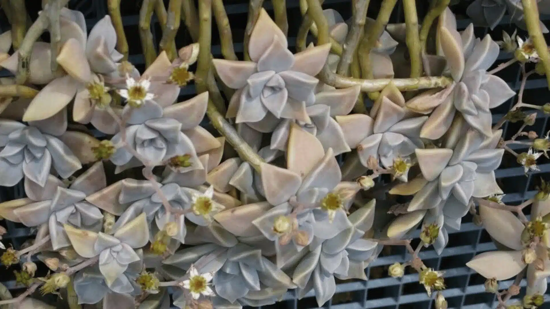 Dense cluster of pale gray and pink succulent rosettes with small white and yellow flowers growing across a dark grid.