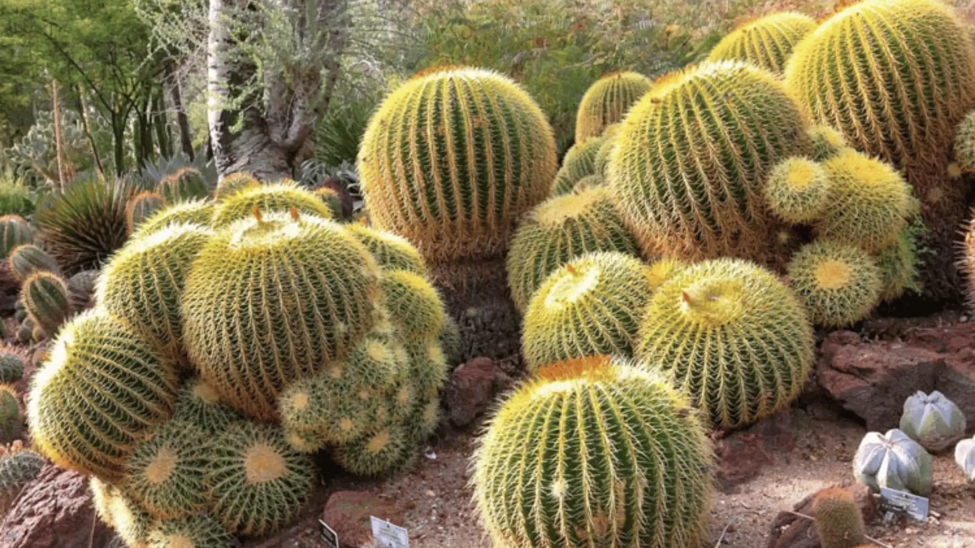 Clusters of round golden barrel cacti with yellow spines grow in a garden bed, surrounded by trees and other succulents.