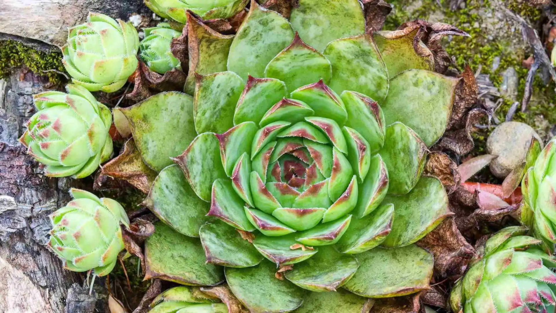 Hens and chicks succulent with green rosettes and red tipped leaves growing among rocks