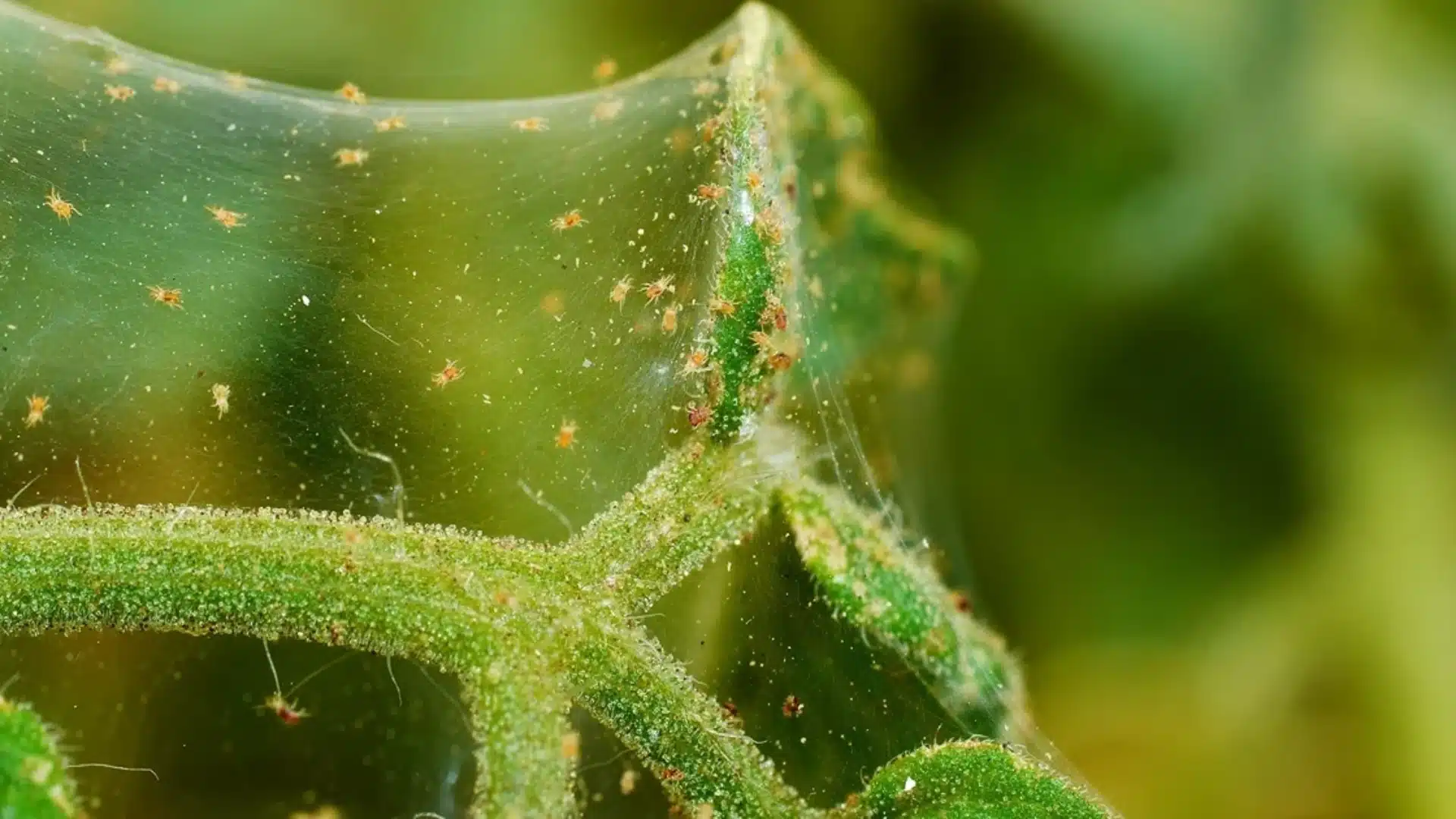 A close-up of fine spiderwebs and numerous tiny orange mites covering green plant stems and leaves.