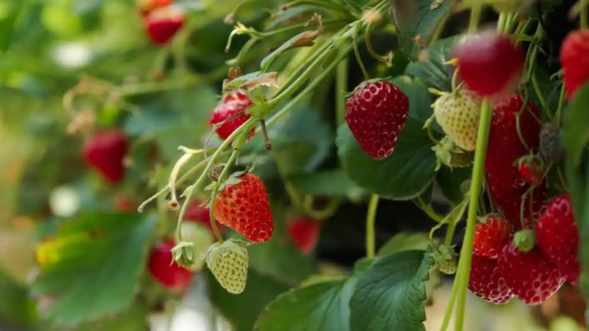 Ripe and unripe strawberries growing on a strawberry plant with green leaves.