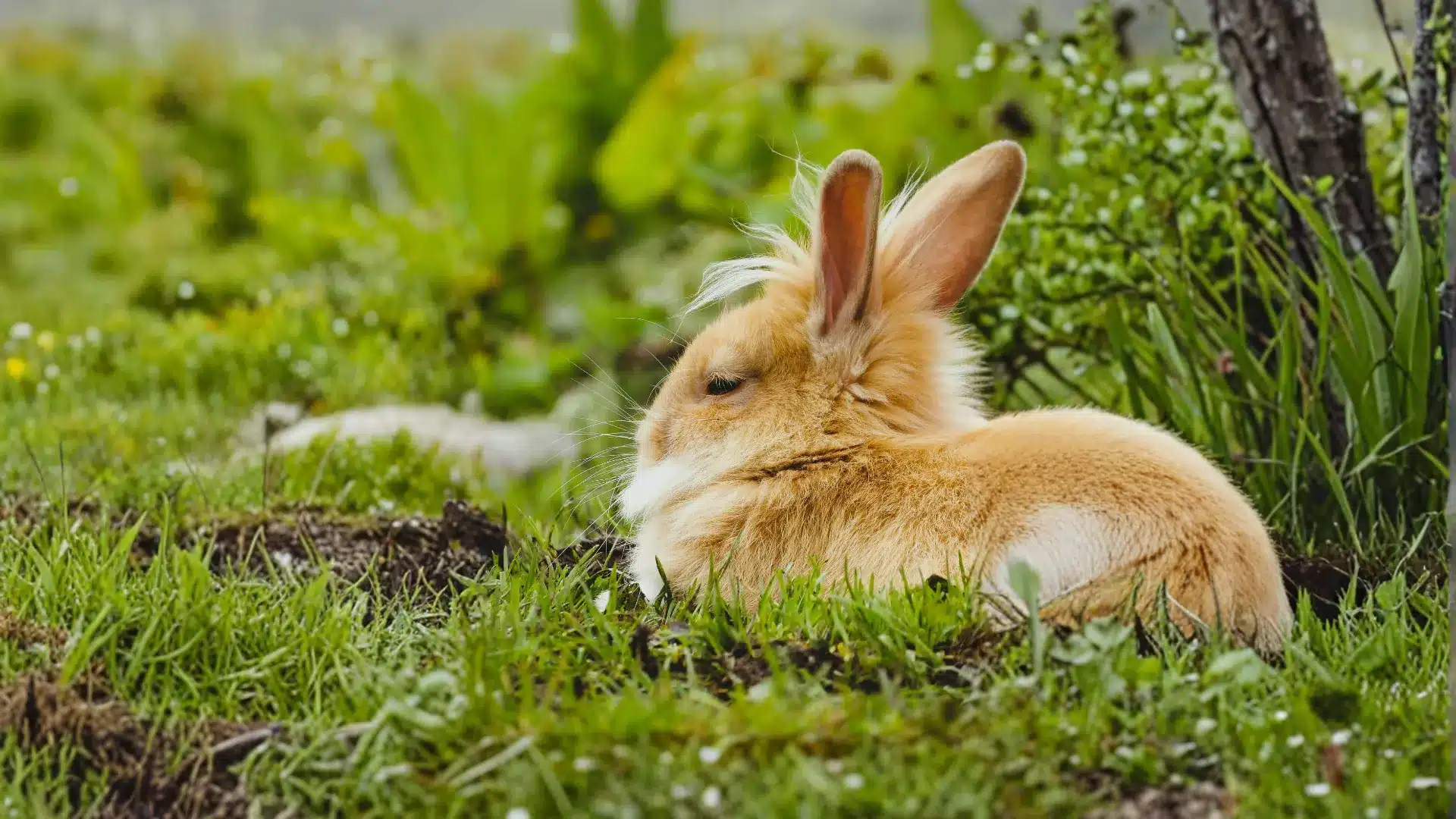 Fluffy tan rabbit resting in green grass outdoors near greenery