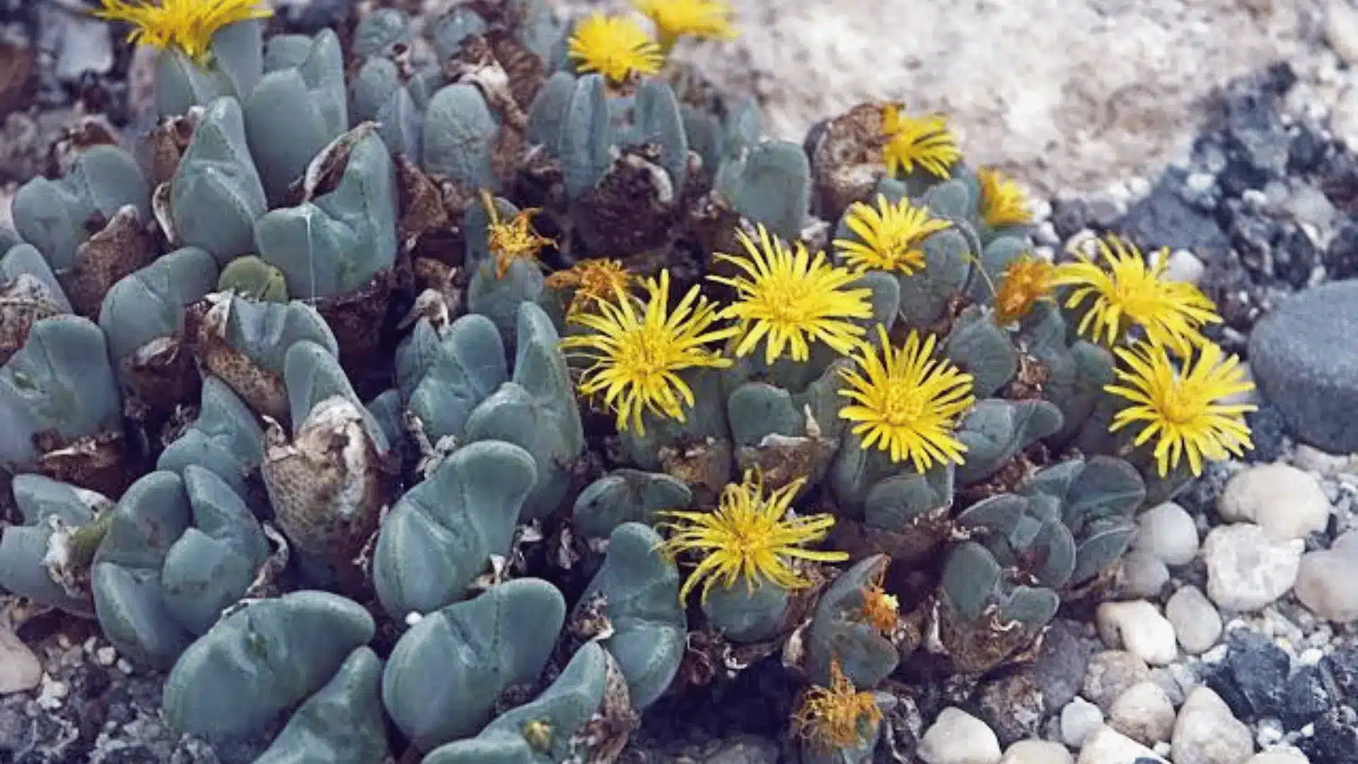Living stones succulent growing among gravel with compact gray green leaves and yellow flowers