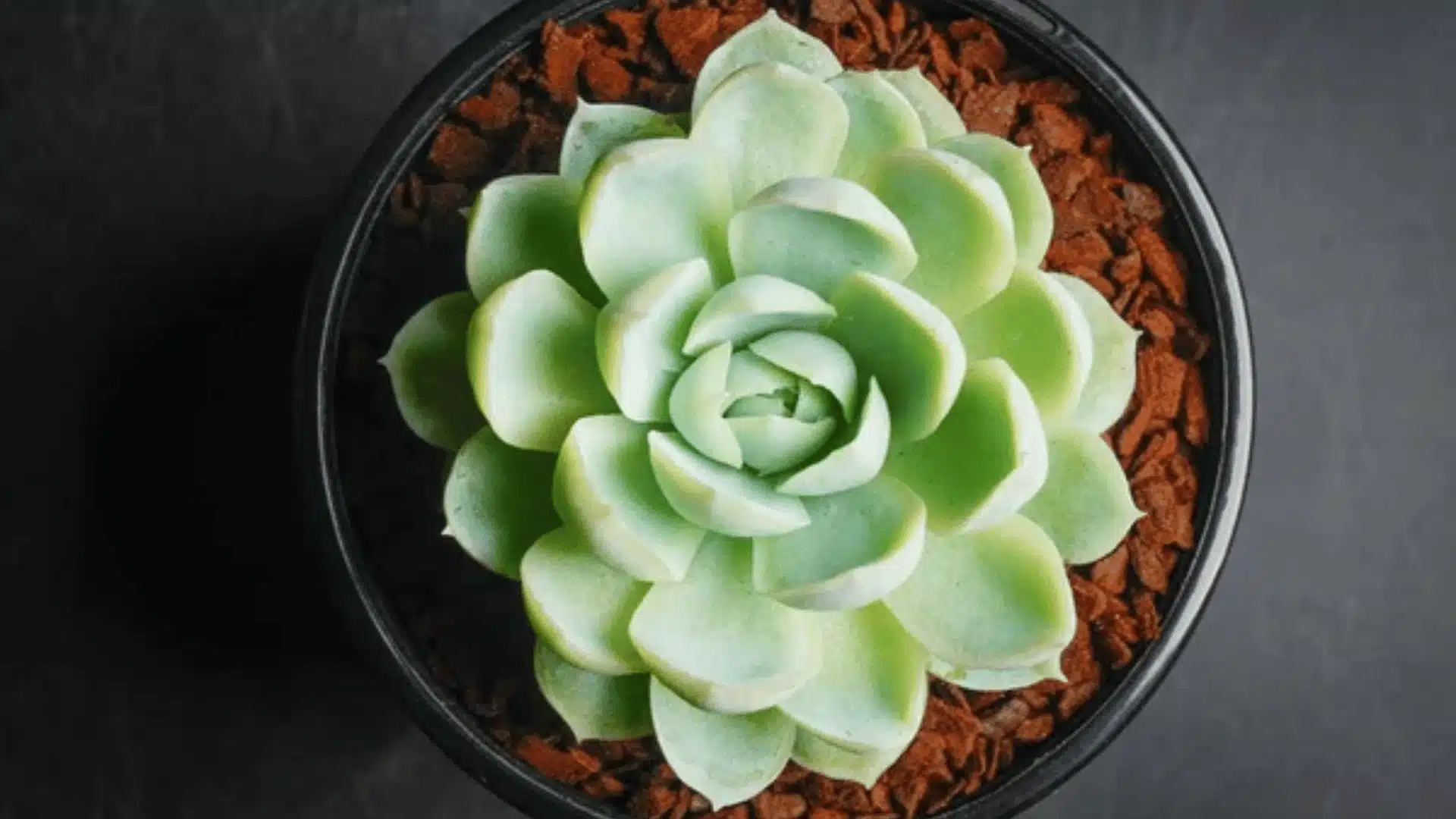 Mexican snowball succulent with pale green rounded rosette leaves in a black pot