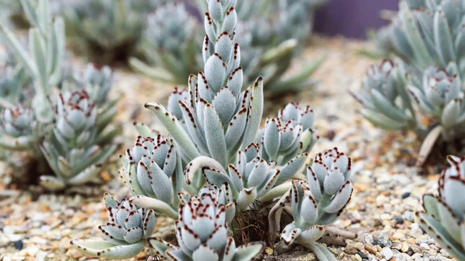 Panda plant succulent with soft fuzzy silver green leaves edged with dark brown markings