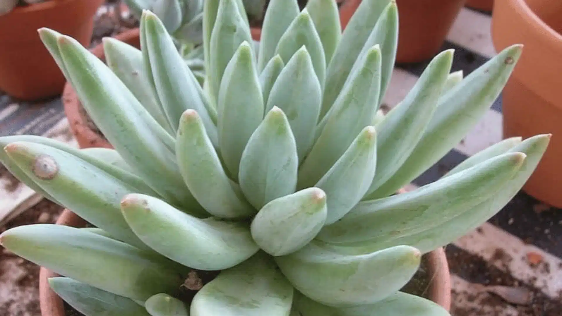 Close-up of a vibrant green succulent plant in a decorative pot, showcasing its unique leaf patterns and textures.