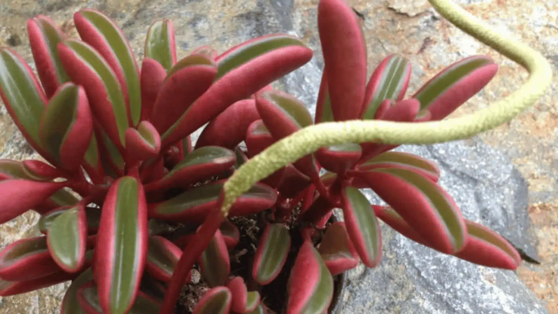 A potted succulent with thick red-edged green leaves and a long pale green flower spike extending across the plant.