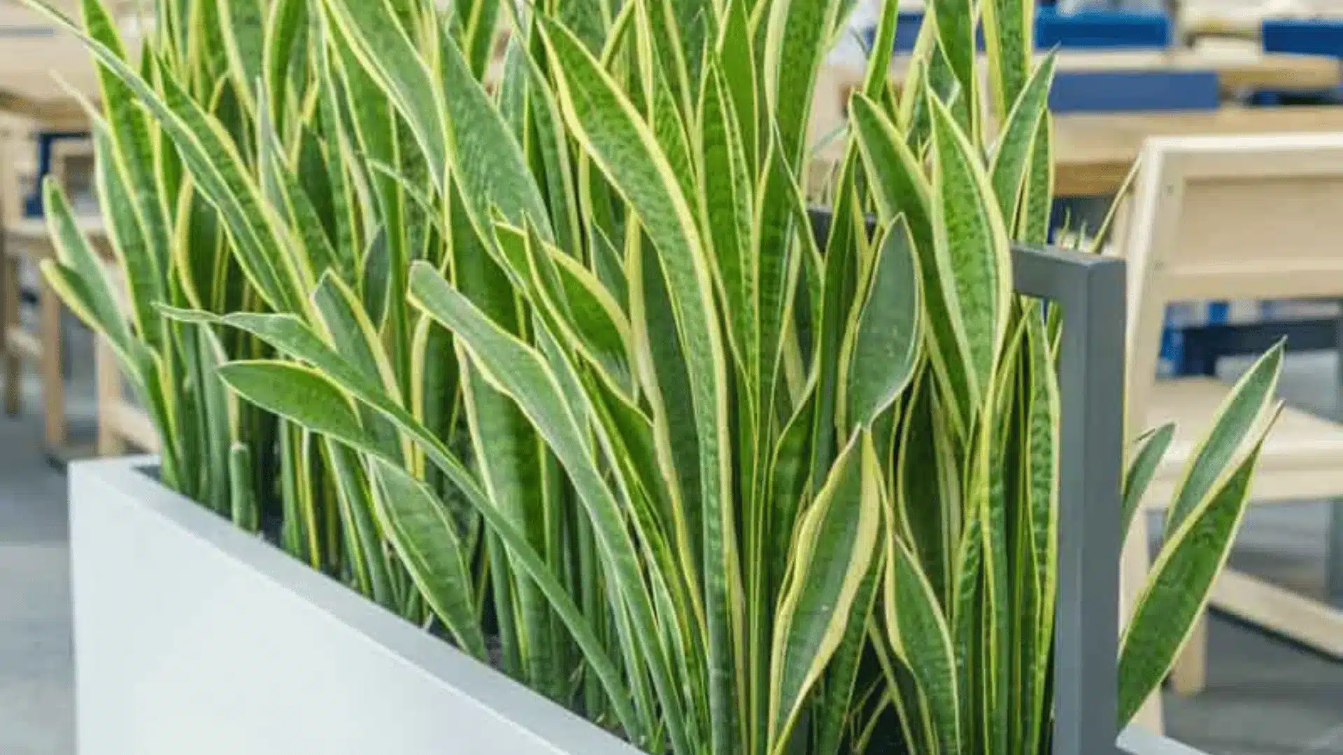 Tall variegated snake plants fill a white rectangular planter in a modern office, with desks and chairs visible behind them.