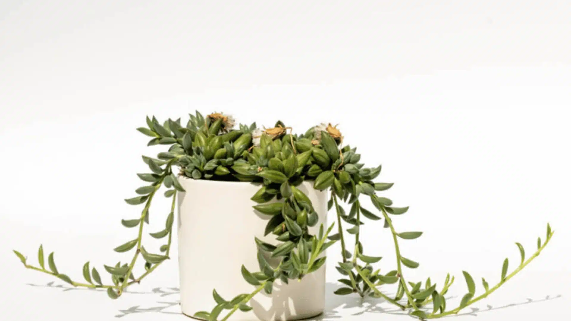 String of bananas succulent trailing from a white pot with curved green leaves