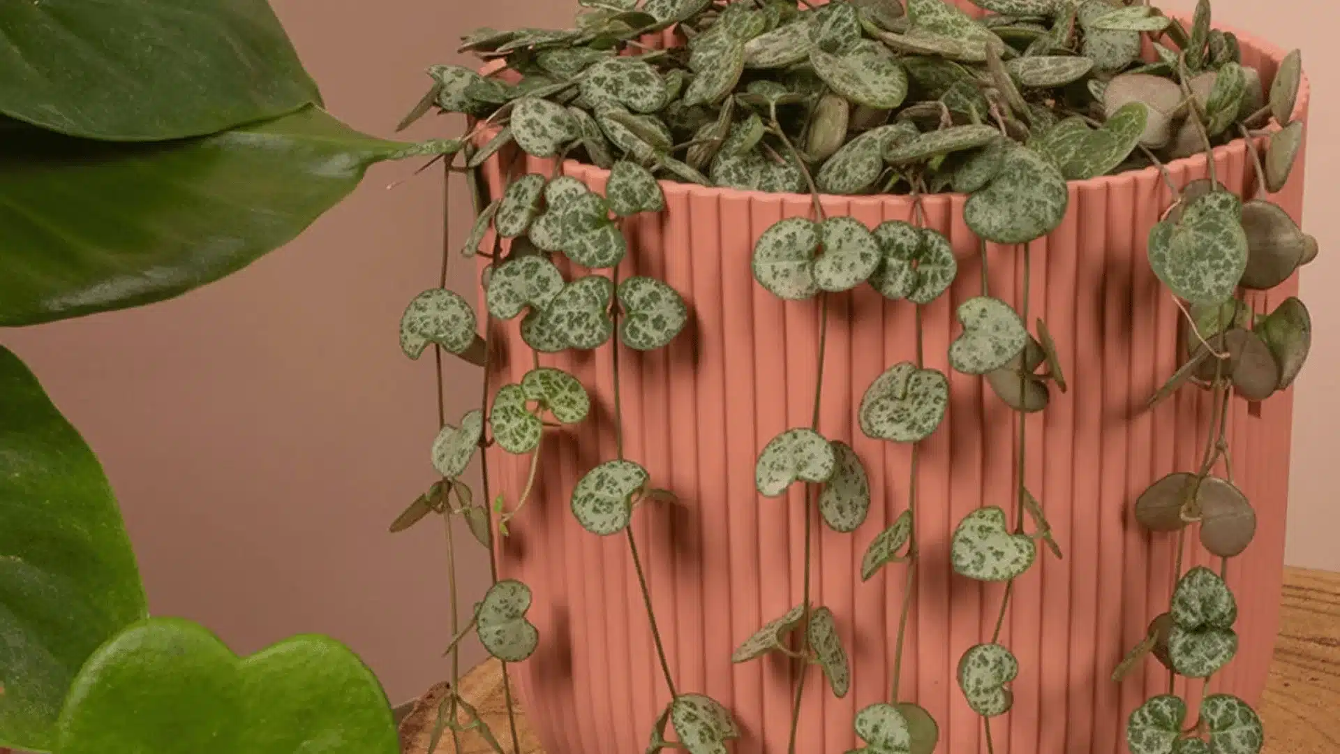 String of hearts plant cascading from a pink pot with small patterned heart shaped leaves