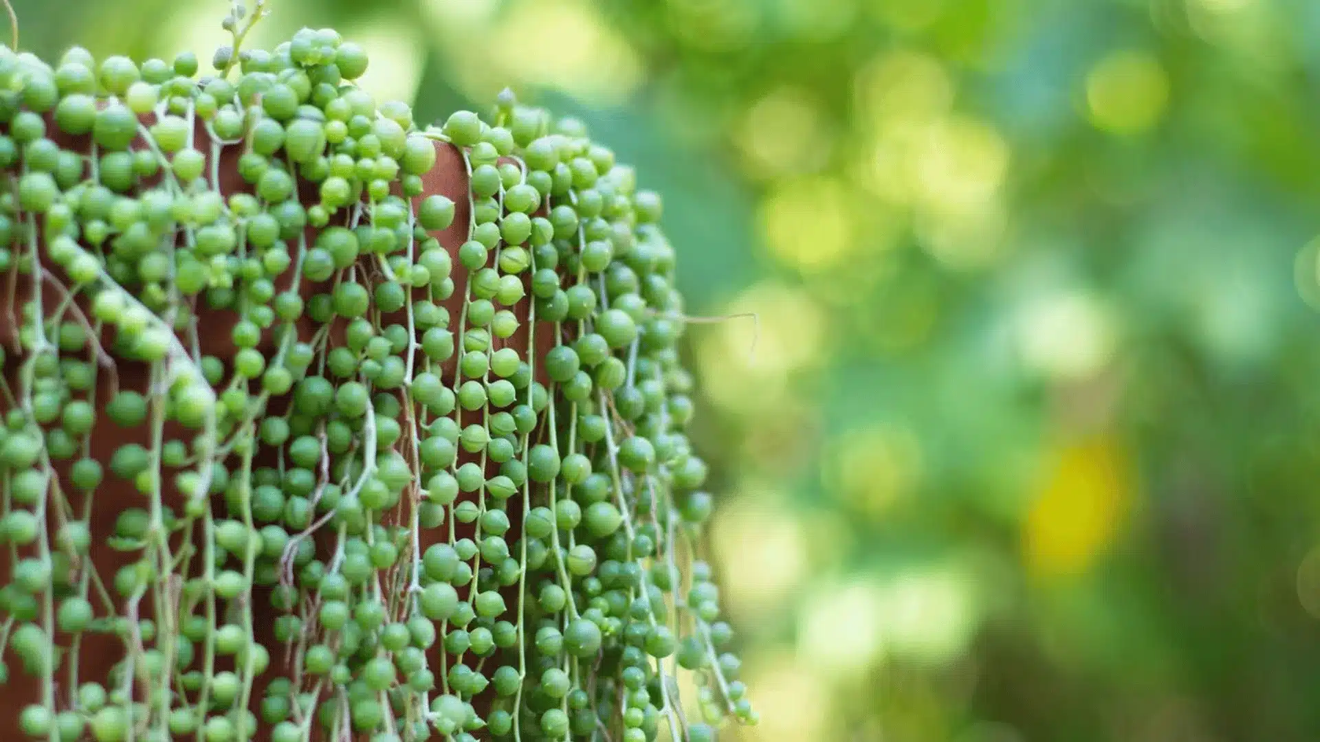 String of pearls succulent trailing over a terracotta pot with round green beadlike leaves
