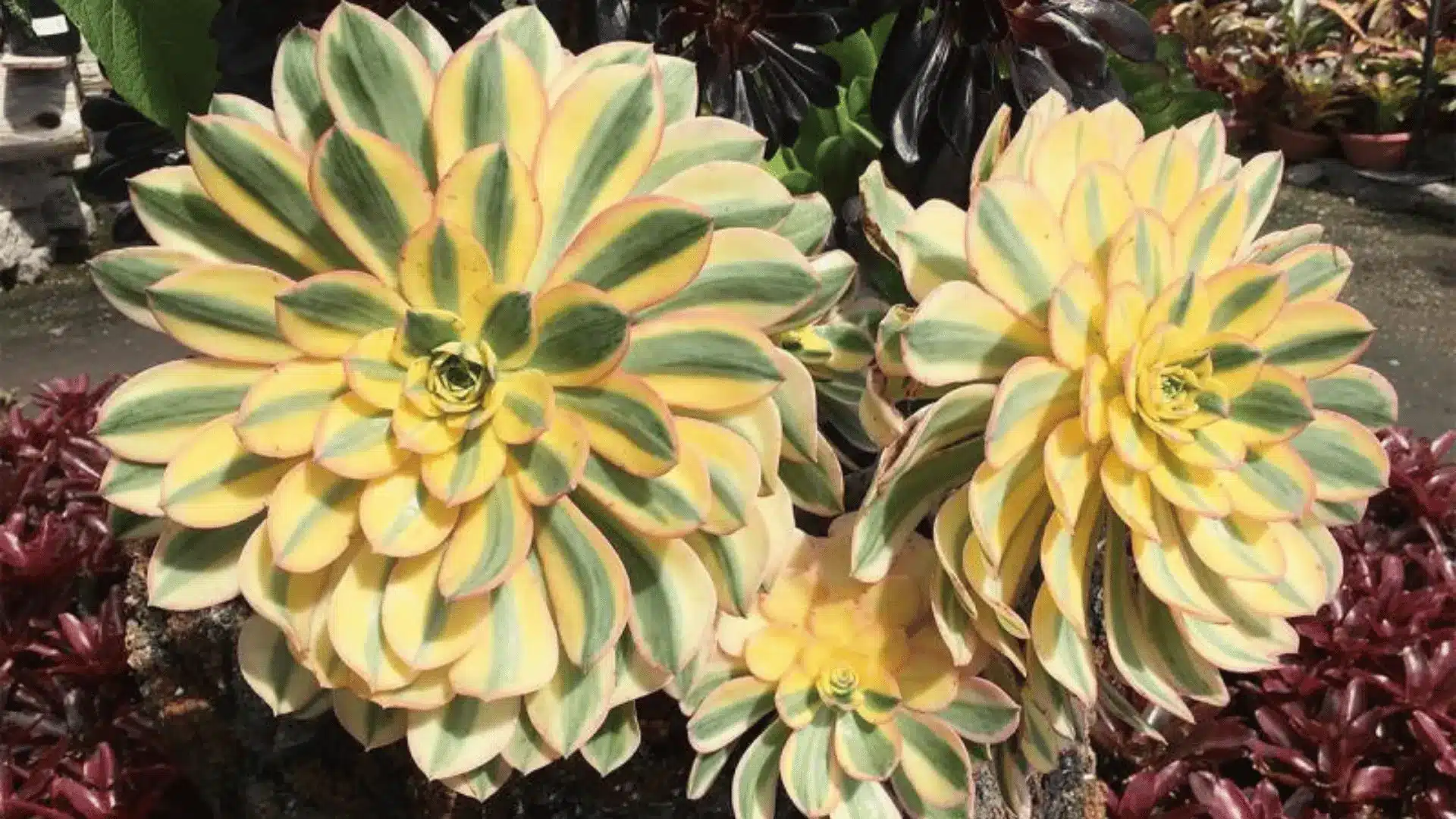 Three large rosette-shaped succulents with yellow, green, and pink-edged leaves grow among smaller plants.