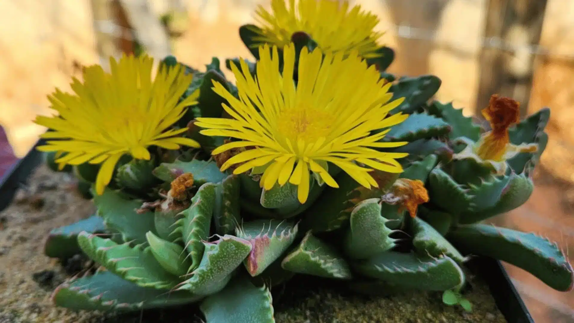 Tiger jaws succulent with thick triangular green leaves and bright yellow daisy like flowers
