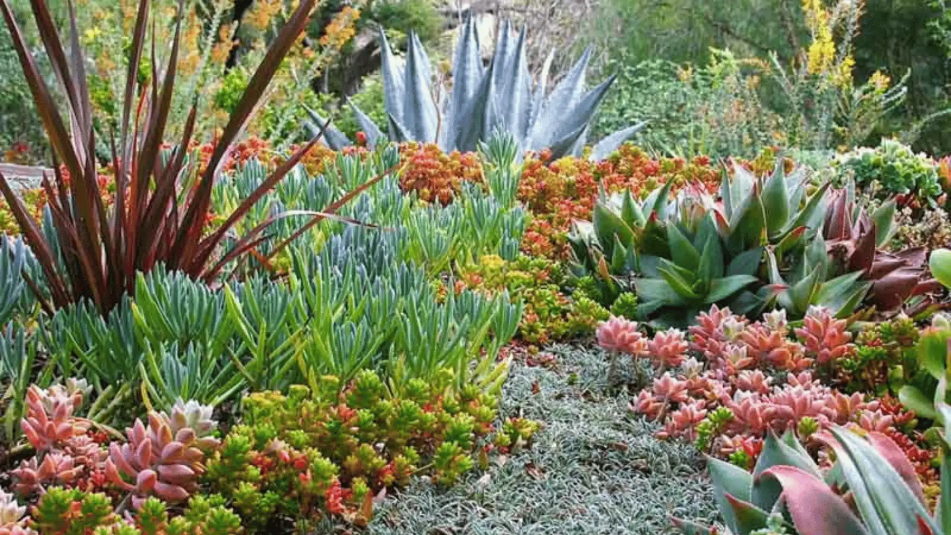 A densely planted succulent garden with blue agaves, red-tinged spiky plants, and clusters of pink, green, and orange succulents.