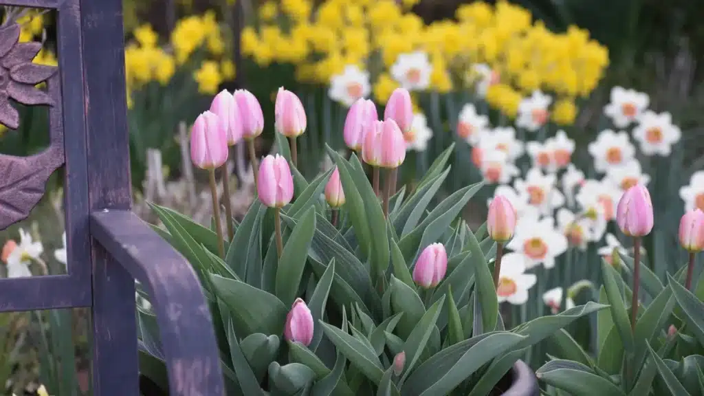 Pink tulips and green leaves fill a garden bed beside a purple railing, with yellow and white flowers in the background.
