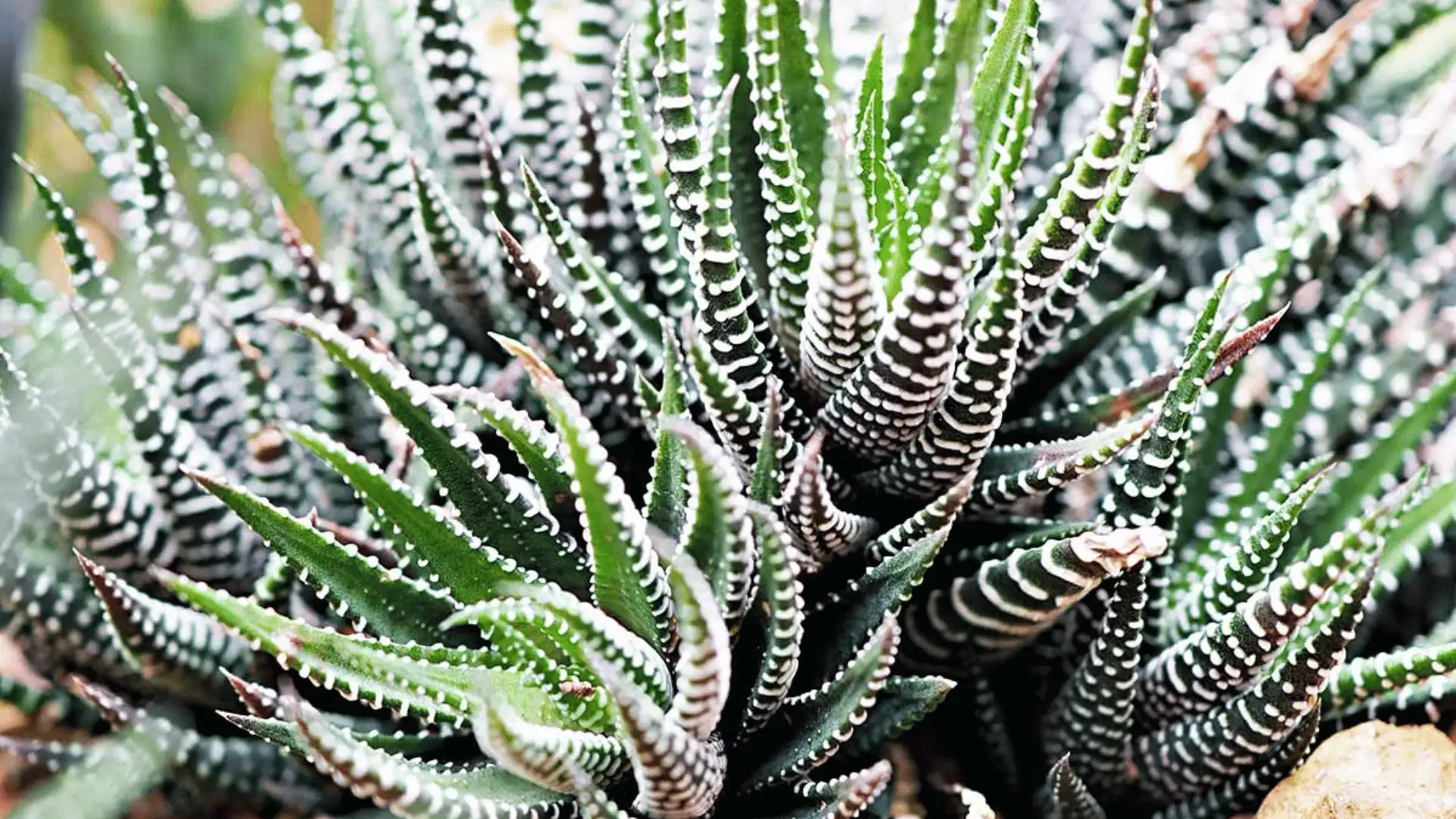 Zebra haworthia succulent with pointed green leaves covered in bold white horizontal stripes