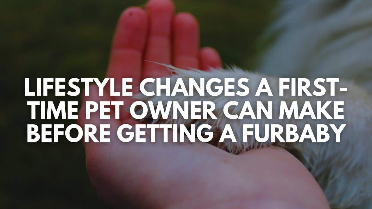 Human hand gently holding a dog’s paw in an outdoor setting